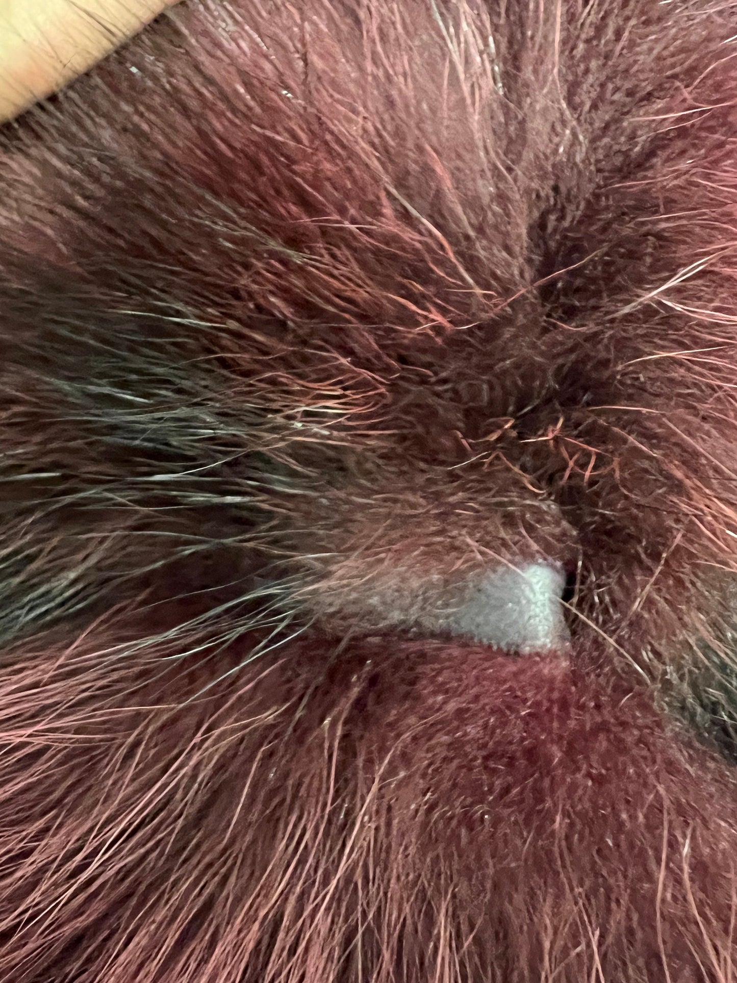 Burgundy Raccoon Fur Jacket: Leather Trim, Warm Winter Coat
