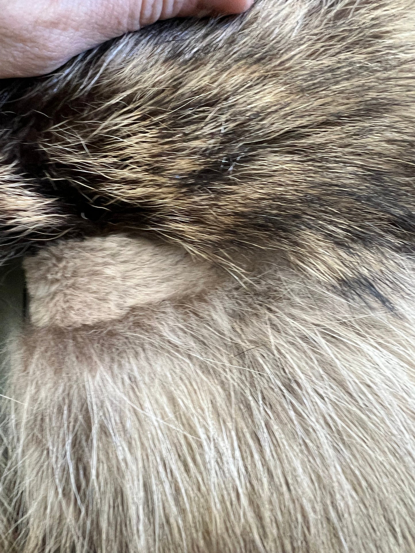 Real Raccoon Fur Coat: Beige Brown Horizontal Sheared Trim size Small.