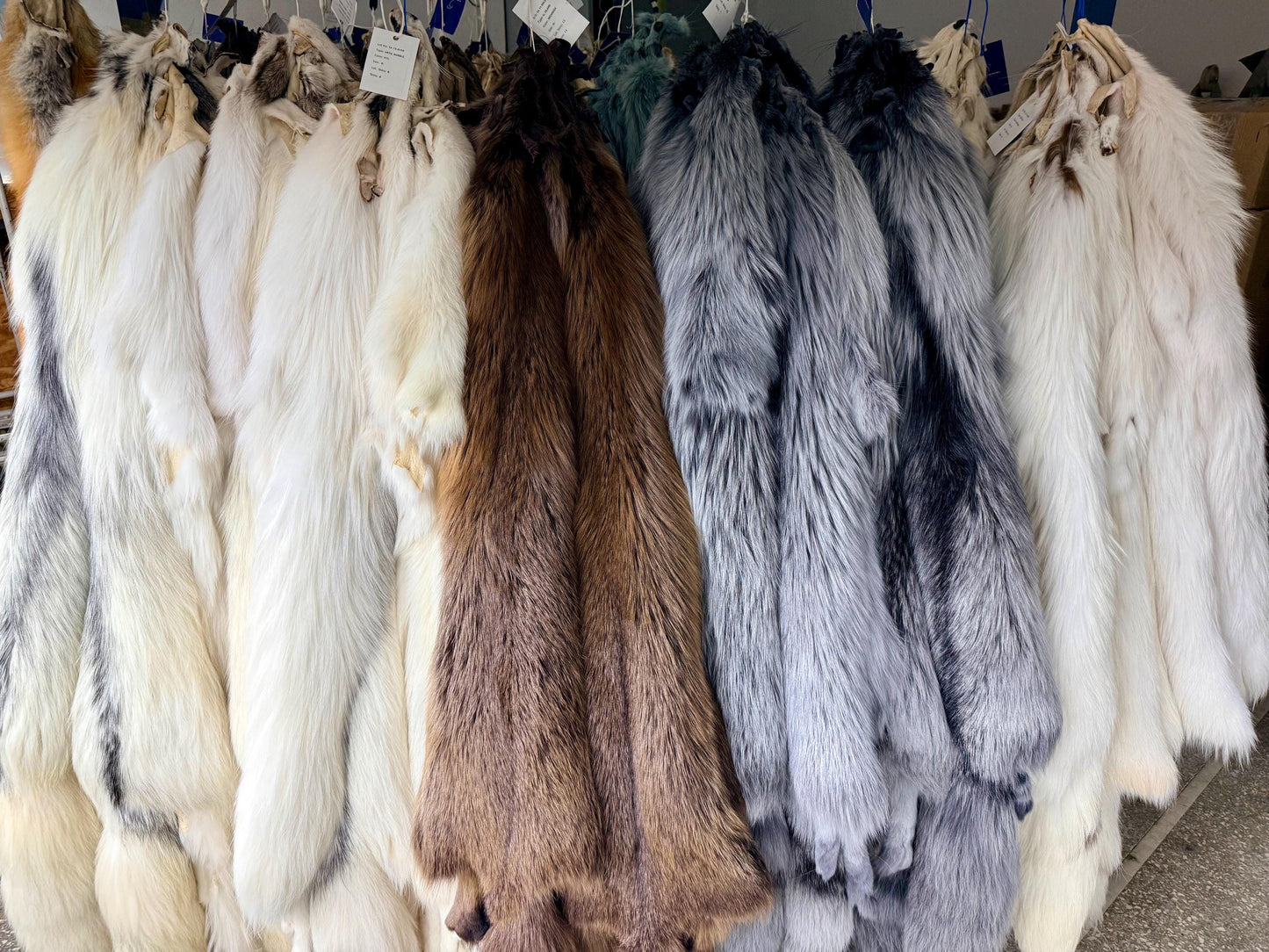 Genuine Saga Fox Fur Pelt, DIY Craft Material