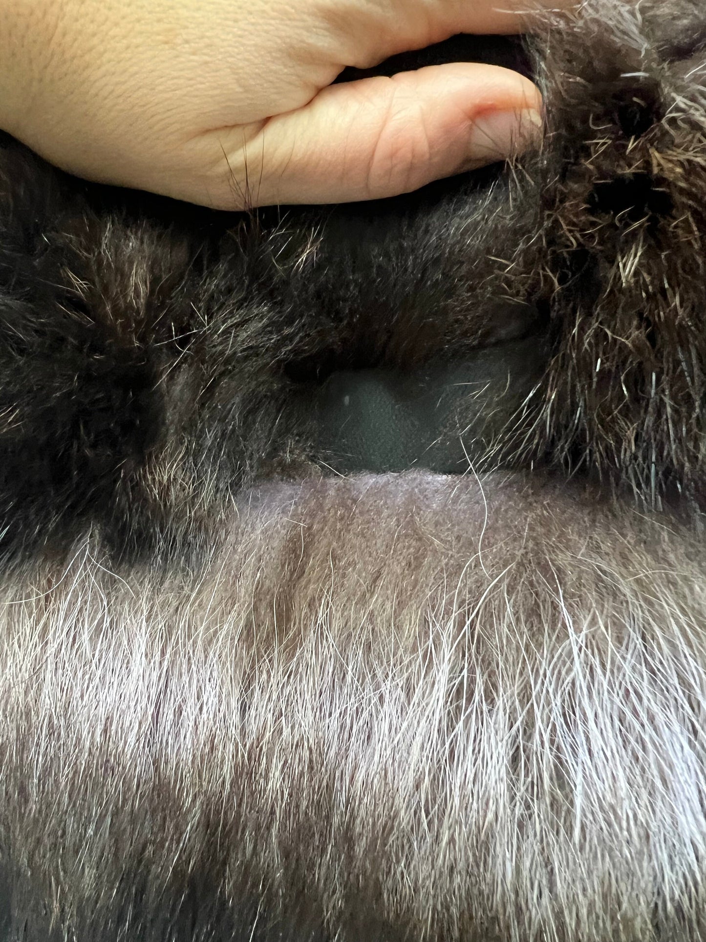 Genuine Raccoon Fur Jacket: Brown Levante Leather Trim Collar