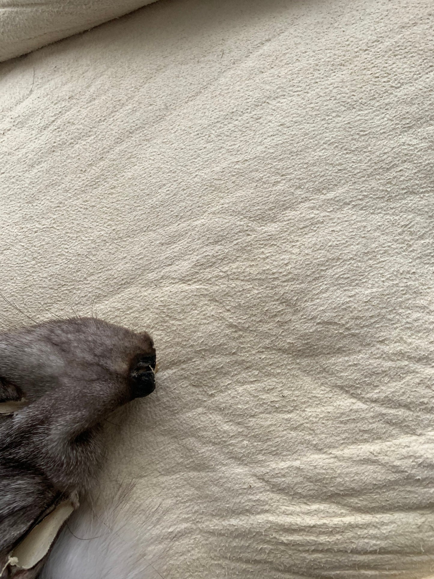 Genuine Silver Fox Fur Pelt: Luxury DIY Craft Material fox skin, Saga assured.